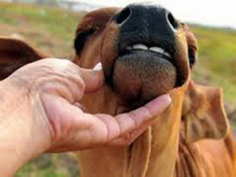 Kể tiếp chuyện lão Quê: “LO BÒ TRẮNG RĂNG”!